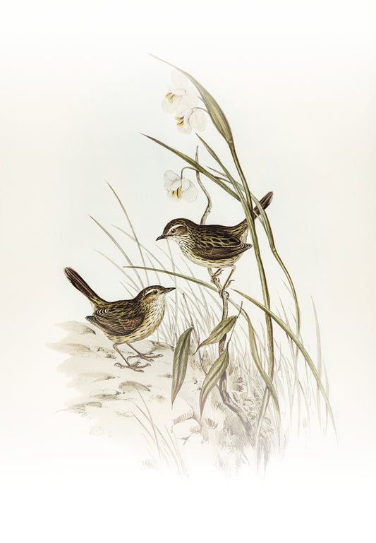 Striated-reed-lark-alamanthus-fuliginosus-Luxurious-Wildlife & Animals-3D Textured Wall Art | UV Embossed Canvas Wall Frame for Home decor