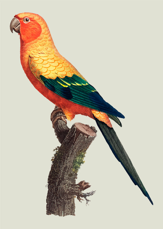 Sun-parakeet-Luxurious-Wildlife & Animals-3D Textured Wall Art | UV Embossed Canvas Wall Frame for Home decor