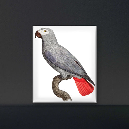 Congo grey parrot-Luxurious-Wildlife & Animals-3D Textured Wall Art | UV Embossed Canvas Wall Frame for Home decor