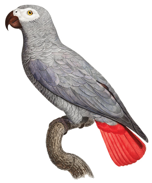 Congo grey parrot-Luxurious-Wildlife & Animals-3D Textured Wall Art | UV Embossed Canvas Wall Frame for Home decor