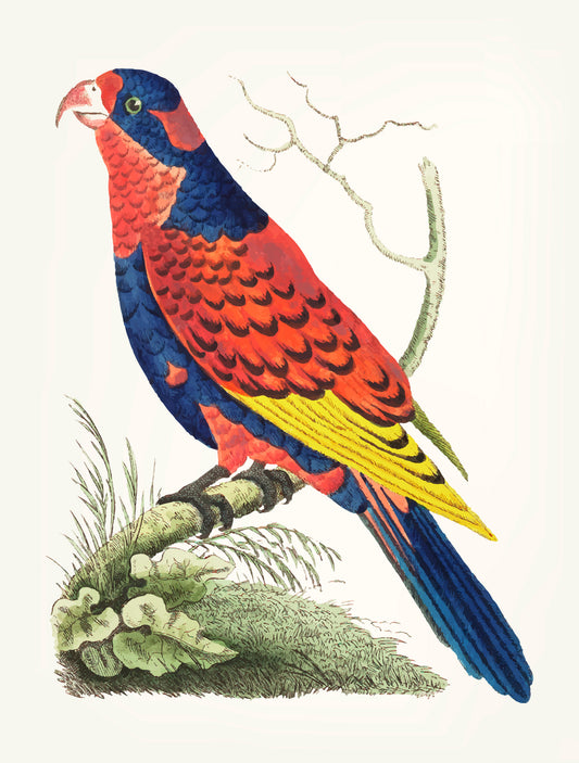 Indian-lory-Luxurious-Wildlife & Animals-3D Textured Wall Art | UV Embossed Canvas Wall Frame for Home decor