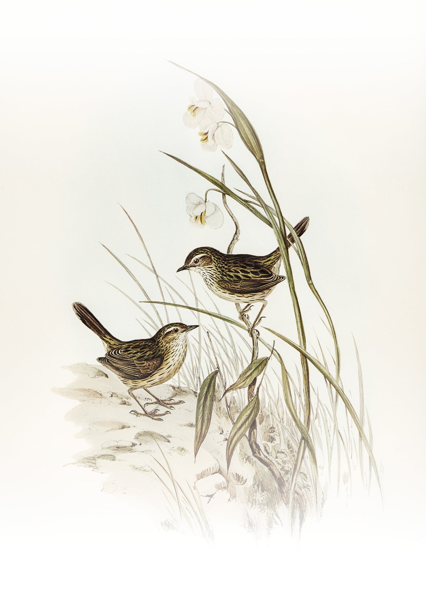 Striated-reed-lark-alamanthus-fuliginosus-Luxurious-Wildlife & Animals-3D Textured Wall Art | UV Embossed Canvas Wall Frame for Home decor