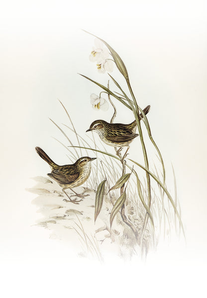 Striated-reed-lark-alamanthus-fuliginosus-Luxurious-Wildlife & Animals-3D Textured Wall Art | UV Embossed Canvas Wall Frame for Home decor