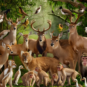 <strong>Wildlife & Animals</strong>