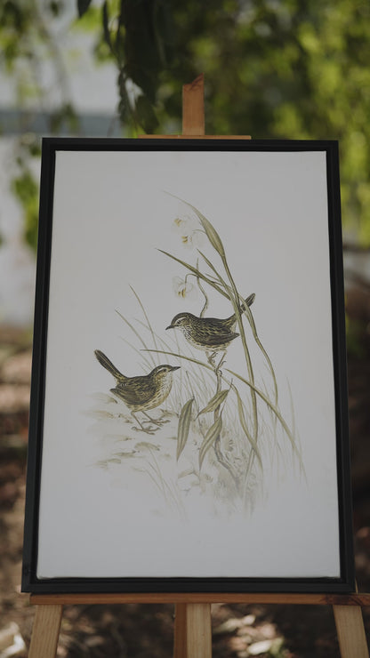 Striated-reed-lark-alamanthus-fuliginosus-Luxurious-Wildlife & Animals-3D Textured Wall Art | UV Embossed Canvas Wall Frame for Home decor
